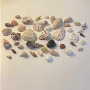 Assorted Seashell Collection